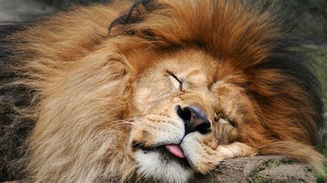 Free Photo Sleeping Lion Animal Hunter King Free Download Jooinn