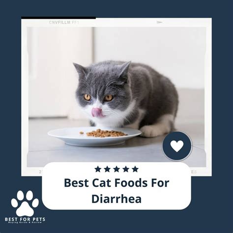 The 11 Best Cat Foods For Diarrhea