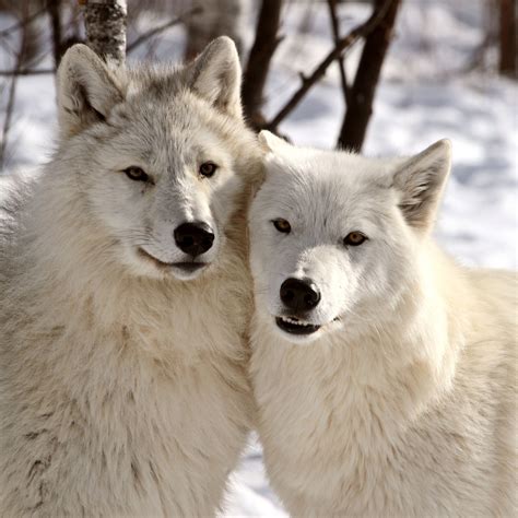 545 views | 1213 downloads. Animal Jam Arctic Wolf Wallpaper (70+ images)