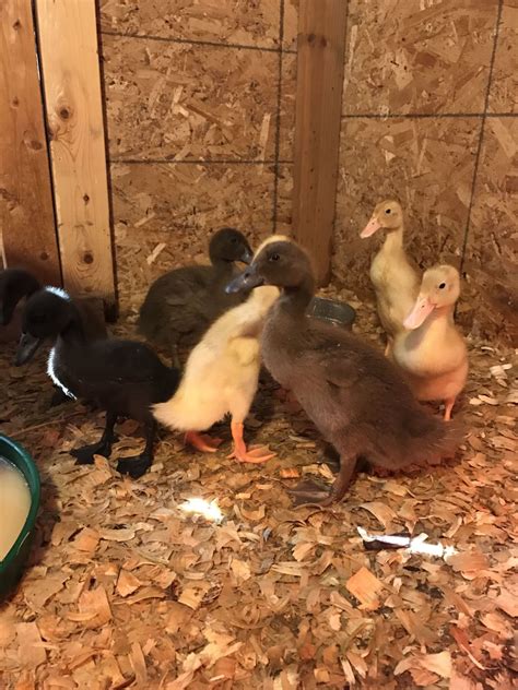 Duckling Breed Identification Photos Backyard Chickens Learn How