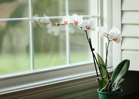 How To Grow Orchids Indoors