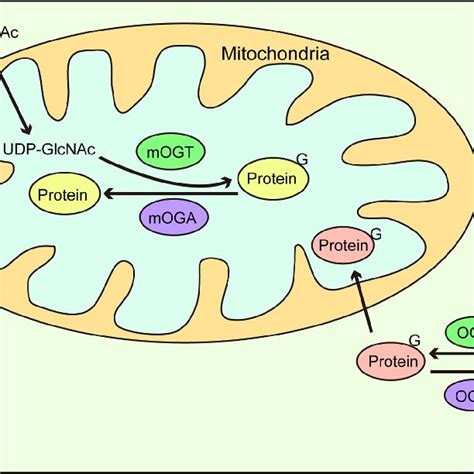 O Glcnac Cycling In Mitochondria Udp Glcnac In The Cytoplasm Is