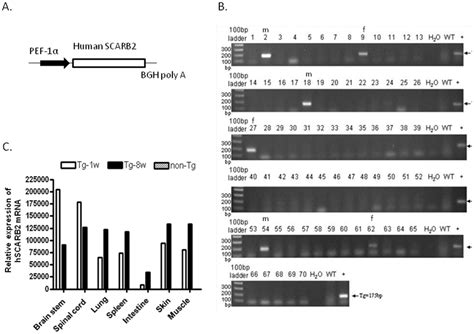 Creation And Screening Of Hscarb2 Tg Mice A The Human Scarb2 Gene