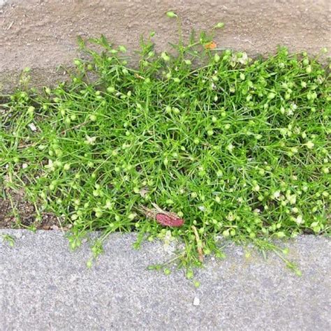 Broadleaf And Grassy Weed Identification Lawn Addicts
