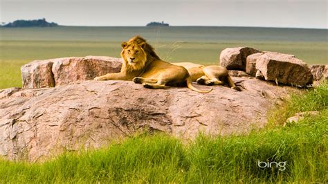 タンザニアのセレンゲティ国立公園ライオンズ Bingの壁紙 1920x1080ダウンロード