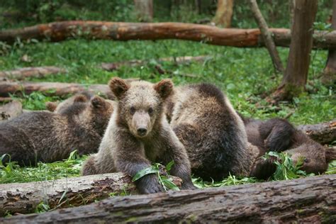 10 Facts About Brown Bears