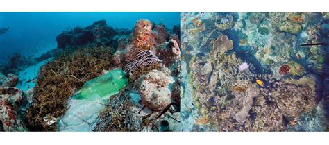 Growing Plastic Coral Reefs — Yukeliu