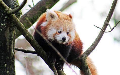 Endangered Red Panda Found After Escape From British Zoo