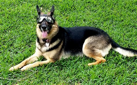 Doggles Sunglasses Help Protect Dogs With Pannus From