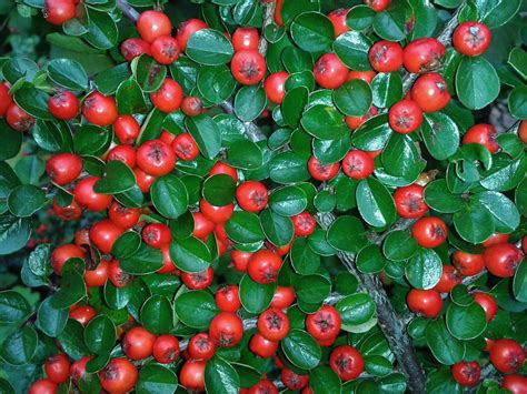 Berries Cotoneaster Bush Red Ground Cover 12 Inch By 18 Inch Laminated