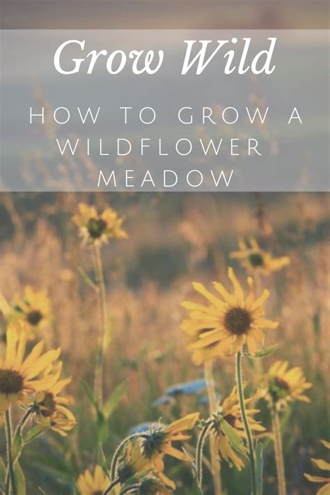 How To Create A Wildflower Meadow In The Garden Wild Flower Meadow