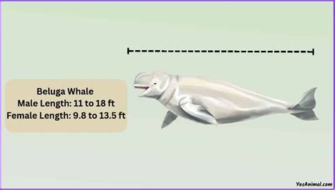 Beluga Whale Size How Big Are They Compared To Others