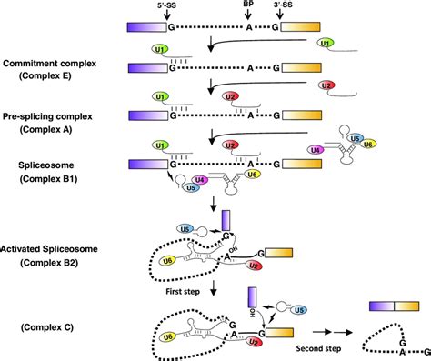 Major Spliceosome Assembly And Pre Mrna Splicing The Dotted Lines