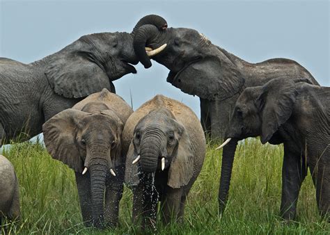 Uganda Safari in November | Achieve Global Safaris