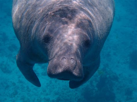 Swimming Water Barbara Animal Animal Wildlife Sea Life Outdoors