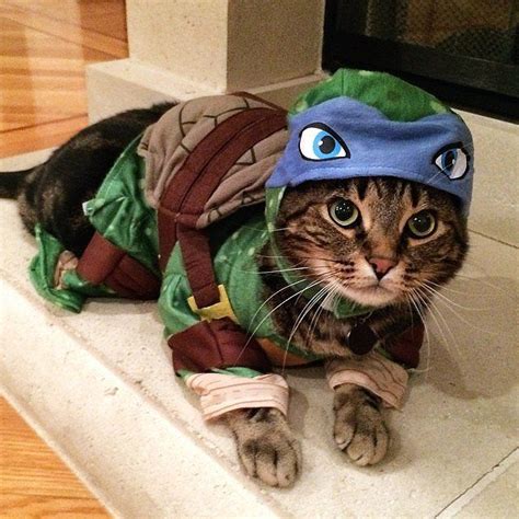 19 Paws Itively Perfect Cat Costumes Teenage Mutant Ninja Turtles