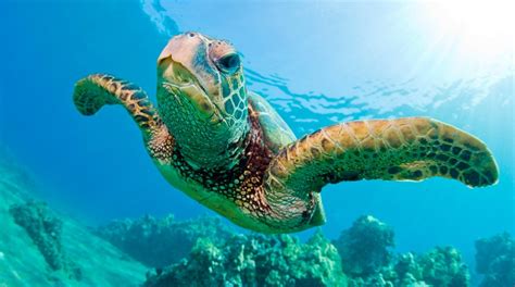 Conoce Algunas De Las Especies De Tortugas Marinas Del Mundo