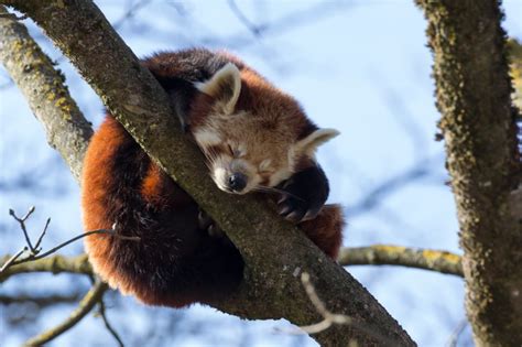 Rote Pandas Gibts Auch In Weißblau Red Pandazine