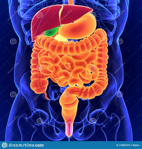 3d Illustration Human Digestive System Anatomy For Medical Concept