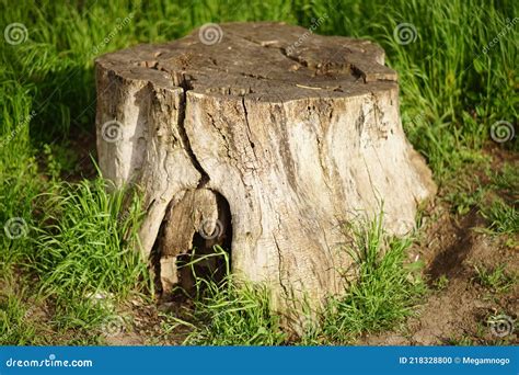 Massive Old Tree Stump Among Green Grass On A Spring Day Stock Photo