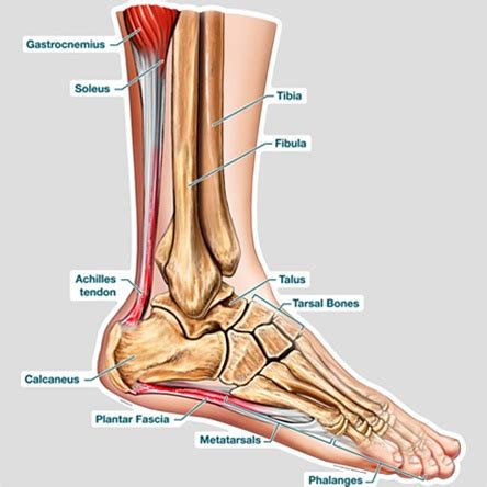Knee diagram tendons, download this wallpaper for free in hd resolution. BodyPartChart Cross Section of the Foot - Labeled ...