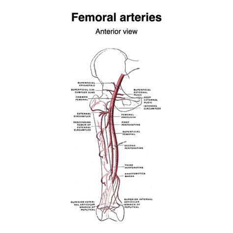 Arteria Femoralis Communis Pacs