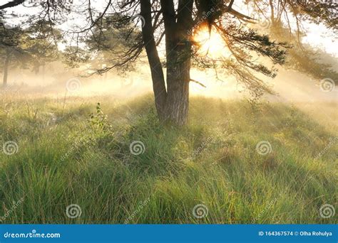 Gold Sunshine At Foggy Dawn In Woodland Stock Photo Image Of