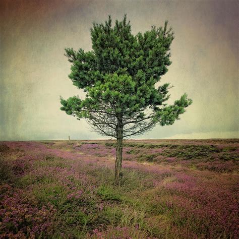 A Wee Tree On The Yorkshire Moors Photograph By Samantha Nicol Art