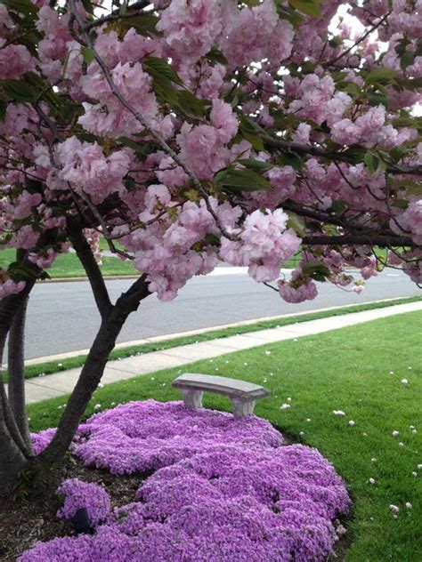 Spread protective mulch around the tree but not touching the trunk. Creeping Phlox Adds A Splash Of Color To Your Landscape