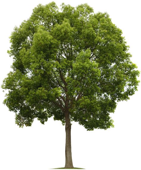 Tree Elevation Png Free Logo Image
