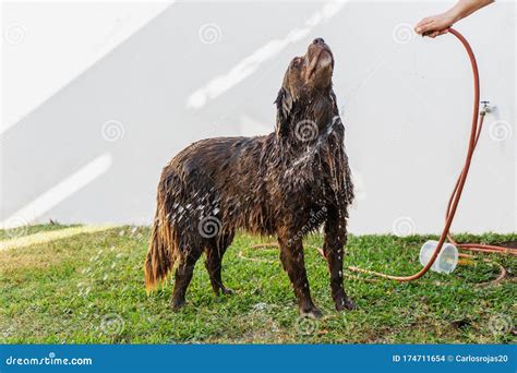 Happy Dog Taking A Bath With Soap Stock Photo Image Of Animal