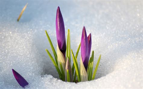 Snowdrops Snow Spring Flowers Stems Wallpaper Coolwallpapersme