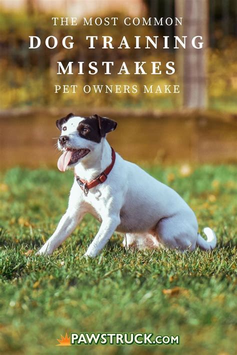 The Most Common Dog Training Mistakes Pet Owners Make Dog Training