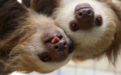 Six Adorable Rescue Sloths From Panama Just Arrived At The Indianapolis
