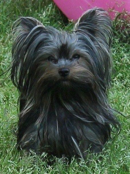 14 Haircut Decisions For Your Yorkshire Terrier Petpress Yorkshire