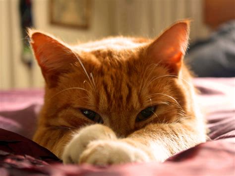 Cat Eye Infections What To Do When My Pet Has One Uk Pets
