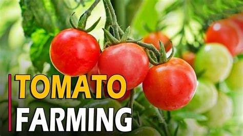 How To Grow Tomatoes Tomato Farming Tomato Cultivation Complete Informations YouTube