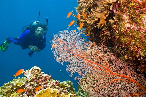 Get To Know Australia S Great Barrier Reef Goway