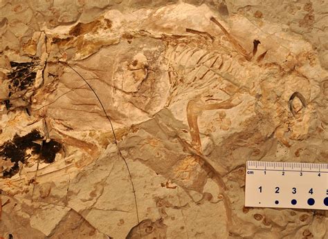 New Proto Mammal Fossil Sheds Light On Evolution Of Earliest Mammals