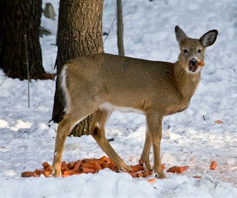 What Should You Feed Deer During Winter Ns Blog