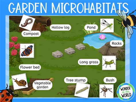 Minibeasts Garden Microhabitats Sorting Activity KS1 Science Teaching