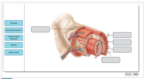 Mastering A P Ii Chapter The Digestive System Diagram Quizlet