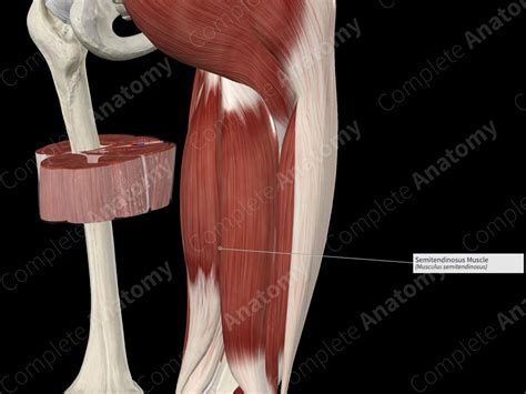 Semitendinosus Muscle Complete Anatomy