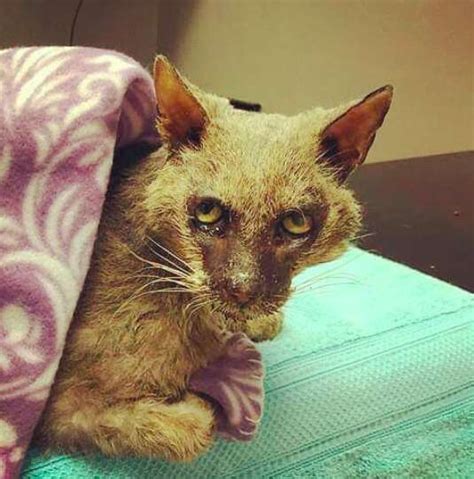 Stray Werewolf Cat Caught In Apartment Complex Just Wanted Snuggles