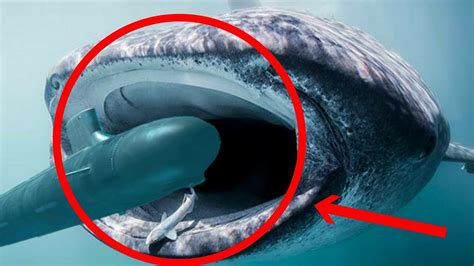 Viralands 20 Of The Worlds Biggest Animals Ever Recorded