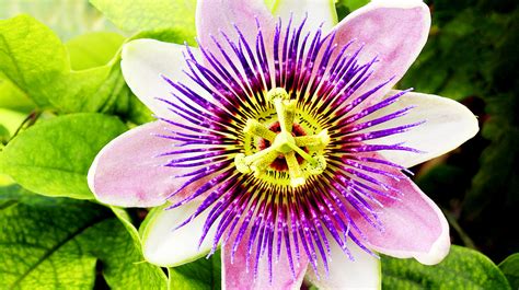 Accurate Education Passion Flower