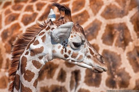 Giraffe Close Up Жираф Природа