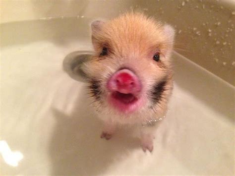 Find the perfect teacup schwein stock photos and editorial news pictures from getty images. 33 best Mini Pigs by, Honey I Shrunk the Pigs! images on ...