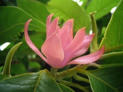 Beli keripik singkong bunga cempaka online berkualitas dengan harga murah terbaru 2021 di tokopedia! Bunga Cempaka Merah | Harga Sekuntum Rp 2,5-Juta