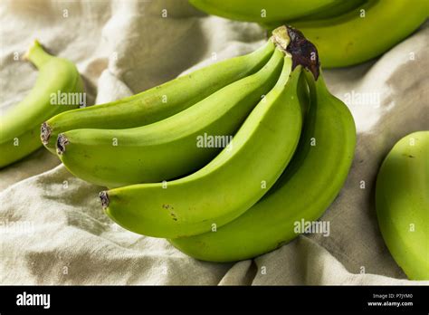 Organic Raw Green Unripe Bananas In A Bunch Stock Photo Alamy